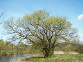 Silber-Weide (Salix alba)