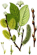 Salix caprea