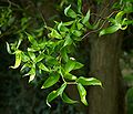 Korkenzieher-Weide (Salix matsudana)