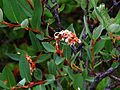 Heidelbeer-Weide (Salix myrtilloides)