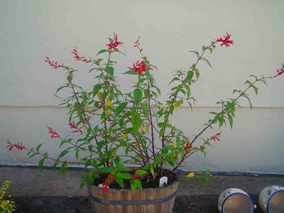 Ananassalbei (Salvia elegans)