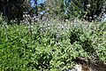 Griechischer Salbei (Salvia fruticosa )