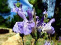 Spanischer Salbei (Salvia lavandulifolia)