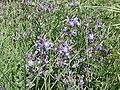 Echter Salbei (Salvia officinalis)