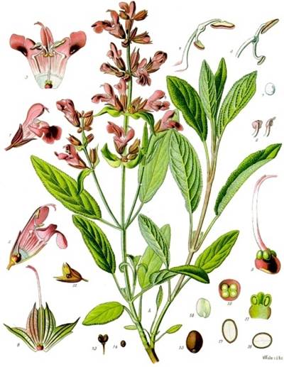 Echter Salbei (Salvia officinalis)