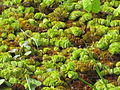 Giant salvinia (Salvinia molesta)