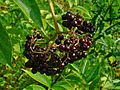 Kanadischer Holunder (Sambucus canadensis)