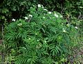 Zwerg-Holunder (Sambucus ebulus)