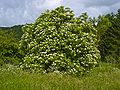 Schwarzer Holunder (Sambucus nigra)