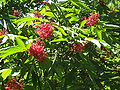 Roter Holunder (Sambucus racemosa)