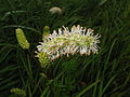 Weißer Wiesenknopf (Sanguisorba albiflora)