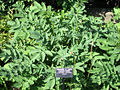 Kanadischer Wiesenknopf (Sanguisorba canadensis)