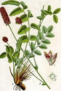 Sanguisorba officinalis