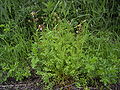 Kleiner Wiesenknopf (Sanguisorba minor)