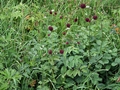 Großer Wiesenknopf (Sanguisorba officinalis)