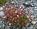 Polster-Steinbrech (Saxifraga cespitosa)