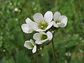 Körner-Steinbrech (Saxifraga granulata)