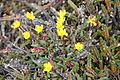 Moor-Steinbrech (Saxifraga hirculus)