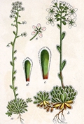 Saxifraga paniculata