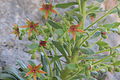 Kies-Steinbrech (Saxifraga mutata)