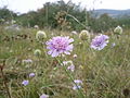 Graue Skabiose (Scabiosa canescens)