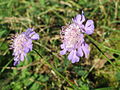 Tauben-Skabiose (Scabiosa columbaria)