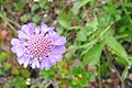 Glanz-Skabiose (Scabiosa lucida)