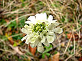 Gelbe Skabiose (Scabiosa ochroleuca)