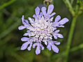 Südliche Skabiose (Scabiosa triandra)