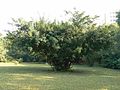 Brasilianischer Pfefferbaum (Schinus terebinthifolius)