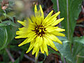 Garten-Schwarzwurzel (Blüte)