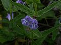 Sumpf-Helmkraut (Scutellaria galericulata)