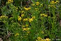 Wasser-Greiskraut (Jacobaea aquatica, Senecio aquatica)