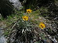 Hallers Greiskraut (Senecio halleri)