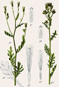 Senecio viscosus und Senecio sylvaticus