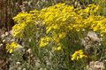 Jakobskreuzkraut (Senecio jacobaea)