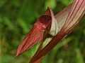 Pflugschar-Zungenstendel (Serapias vomeracea)