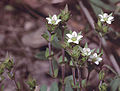 Quendel-Sandkraut (Arenaria serpyllifolia)