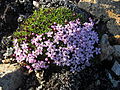 Stängelloses Leimkraut (Silene acaulis)