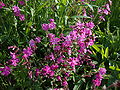 Rote Lichtnelke (Silene dioica)