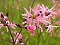 Kuckucks-Lichtnelke (Silene flos-cuculi)