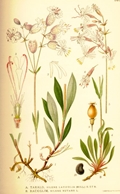 Silene vulgaris und Silene nutans