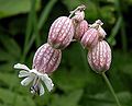 Taubenkropf-Leimkraut (Silene vulgaris)