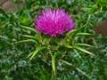 Mariendistel (Silybum marianum)