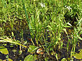 Großer Merk (Sium latifolium)