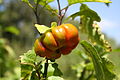 Äthiopische Eierfrucht (Solanum aethiopicum)