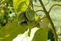 Baumtomate (Solanum betaceum)