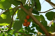 Baumtomate (Solanum betaceum), Urheber/Quelle/Lizenz: David J. Stang, Wikimedia, CC BY-SA 4.0