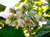 Solanum betaceum, Blüten, Urheber/Quelle/Lizenz: Schurdl, Wikimedia, CC BY-SA 4.0