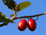 Solanum betaceum, Früchte, Urheber/Quelle/Lizenz: Agnieszka Kwiecień, Nova, Wikimedia, CC BY-SA 4.0